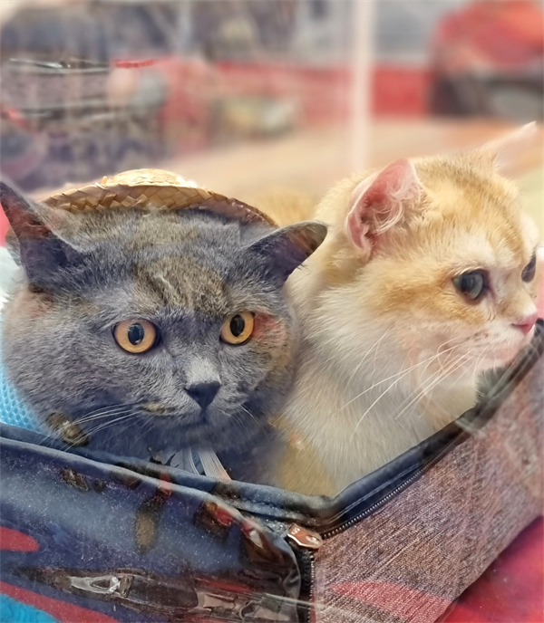 大唐娱乐官网-不凡成绩非凡,相信品牌的实力