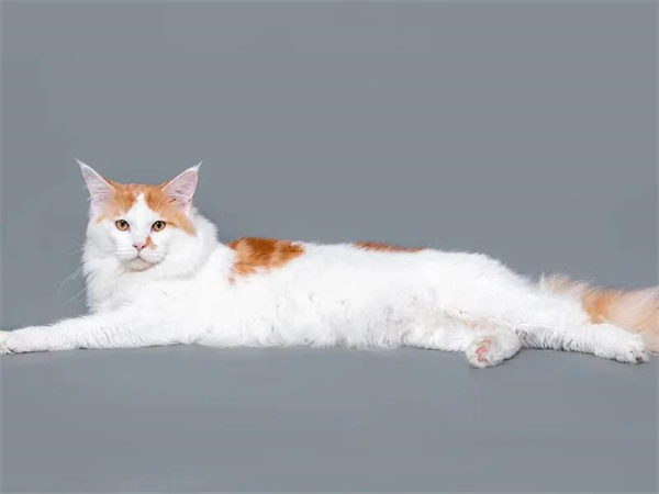 大唐娱乐官网-不凡成绩非凡,相信品牌的实力