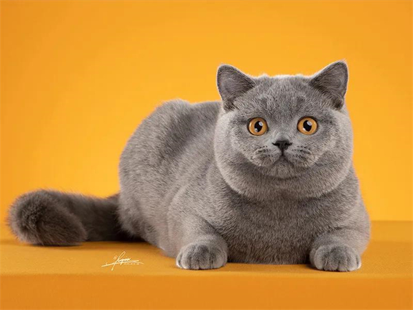 大唐娱乐官网-不凡成绩非凡,相信品牌的实力